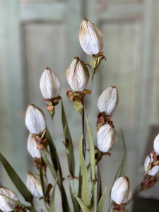 Lantern Buds, Cream